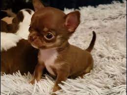 Chocolate Chips Micro Chihuahua Youtube In 2021 Cute Chihuahua Chihuahua Breeds Chihuahua Puppies