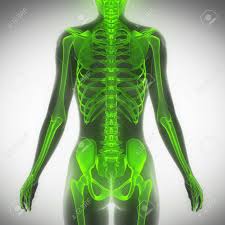 Female anatomy drawing practice by nadezhdavasile deviantart com on. Female Torso Skeleton Scan Anatomy Posterior View Stock Photo Picture And Royalty Free Image Image 41402751