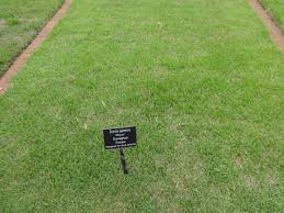 It offers attractive foliage, deep green color, shade tolerance, loves the heat, and holds up to heavy foot traffic. Zoysia Japonica Wikipedia