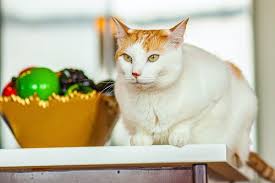 Famous black and white cat names. 500 Most Popular Names For Male Cats A Z Cat Mania