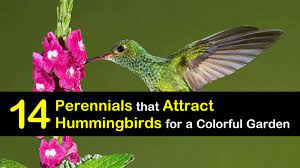I grow lots of hummingbird flower varieties in the gardens. 14 Perennials That Attract Hummingbirds For A Colorful Garden