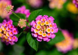 It may require pruning in youth to obtain its best shape. 39 Stunning Drought Tolerant Plants For Low Maintenance Landscapes