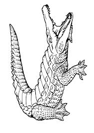 Alligator Coloring Page Shout Alligators Art Florida Artwork Coloring Pages