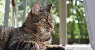 Exposure to toxoplasma gondii, which reproduces in cats and most often spreads to humans through raw meat, may increase the risk of brain cancer. What Is This Lump On My Cat Is It Cancer Firstvet