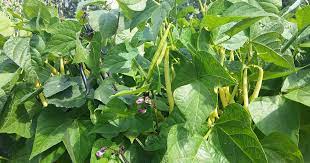For trellises, place seeds 3″ (7.5 cm) apart. How To Grow Bush Beans Gardener S Path