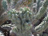 Image result for Pycreus aethiops