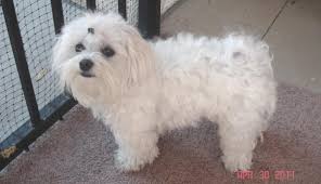 Maltese Dog Info Life Expectancy Size Temperament Puppies Pictures