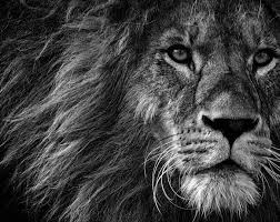 Black And White Lion Canvas Natividad Digital Clip Art Set Personales Y Etsy Black And White Lion Lion Photography Lion Canvas