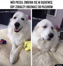 Zachęcamy do oglądania filmów, seriali, programów oraz bajek z czworonogami w roli głównej! Miedzynarodowy Dzien Psa 2021 Zobacz Te Psiaki Sa Genialne Potrafia Rozbawic Do Lez Sprawdz Memy Zabrze Nasze Miasto
