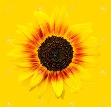Check spelling or type a new query. Bright Yellow Sunflowers Head On Yellow Background Yellow Sunflower Stock Photo Picture And Royalty Free Image Image 69786586