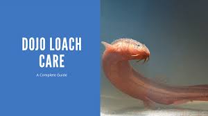 Amazon.Com : Quinn'S Fins- Dojo Loach : Pet Supplies
