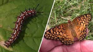The best time of year to find variegated fritillary caterpillars in your yard is in summer (june) after the days really begin to warm up. Raising A Variegated Fritillary Butterfly From A Caterpillar Youtube