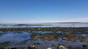 Simply filter hotels based on price or star rating, or select properties with a pool, a hot tub, or a range of other amenities and. Low Tide Walk With The Port Townsend Marine Science Center Port Ludlow Resort