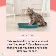 Maybe you would like to learn more about one of these? All Pets Vet Hospital Home Facebook