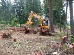 Access isn't very good, that is, there will be a small entrance to work with trees range from a few inches to 20+ diameter at base ashe juniper (cedar). Land Clearing Cost Guide 2021 Save 43 On Tree Clearing