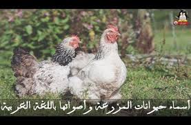 موسوعة حيوانات المزرعة أسماء حيوانات المزرعة وأصواتها باللغة العربية أسماء الحيوانات أصوات الح youtube food for chickens chickens chicken treats