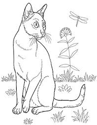 Ausmalbild Katze Auf Der Wiese Zum Ausdrucken