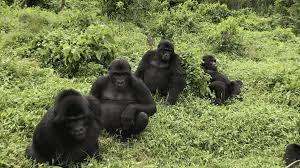 Gorilla Cam Live Video Of Gorillas In The African Rainforest Explore Org