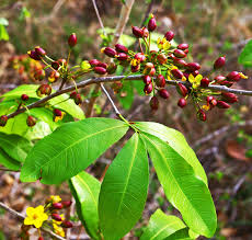 Image result for Ochna natalitia