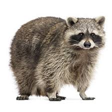 Check spelling or type a new query. Raccoons Facts Identification Control Prevention