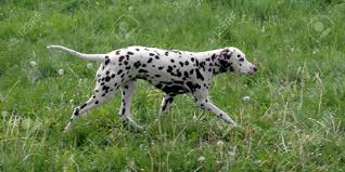 Image result for dalmatin