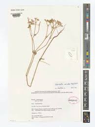 Image result for Sarcophrynium schweinfurthianum