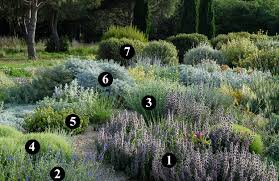 Image result for Cineraria pinnata