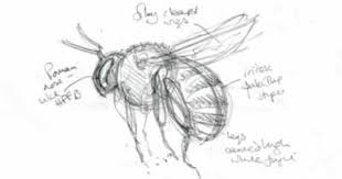 How Many Stripes On Bees Pencil And Leaf Bee No 10 Australian Blue Banded Bee Amegilla Bee Sketch Bee Drawing Honey Bee Tattoo