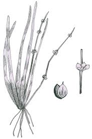 Image result for Wiesneria