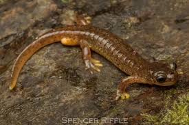 Image result for Dinebra caudata