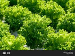 Fresh Frillice Iceberg Image Photo Free Trial Bigstock
