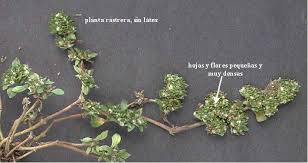 Image result for Guilleminea densa