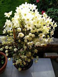 Clematis avalanche os presentamos la clematis avalanche, una variedad de planta trepadora de la familia de las clemátides, cuya característica principal es que es de hoja perenne. Clematis Avalanche Question Bbc Gardeners World Magazine