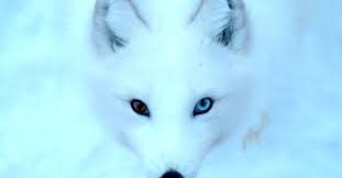 The arctic fox (vulpes lagopus), also known as the white fox, polar fox, or snow fox, is a small fox native to the arctic regions of the northern hemisphere and common throughout the arctic tundra. The Best Guide To The Arctic Fox In Iceland Guide To Ic