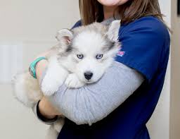 Our veterinarians are here to help your pet with wellness exams, complementary medicine, and more! Broadway Animal Hospital The Pacific Northwest Veterinarian