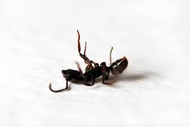 Pests like roaches, ants, silverfish. 3 Do It Yourself Ways To Kill Ants