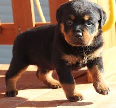 To find rottweiler puppies for sale in texas browse our list below. Rottweiler Puppies For Sale Austin Tx 202466 Petzlover