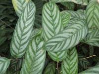 Image result for Ktenante Ctenanthe