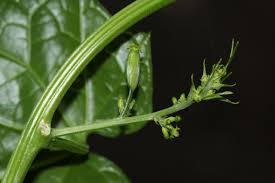 Image result for Cyclantheropsis parviflora