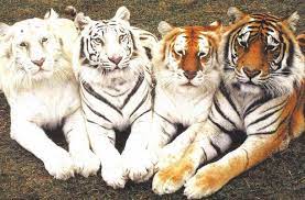 Pin By Jerry James Stone On Animal Stuff Animals Animals Beautiful Cute Animals
