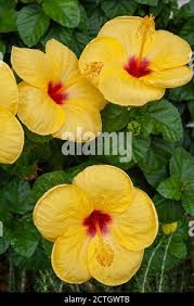 Image result for Hibiscus malacospermus