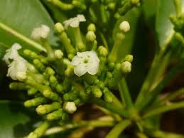 Image result for Rauvolfia mannii
