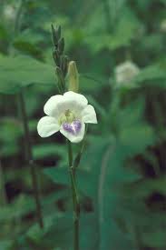 Image result for Asystasia