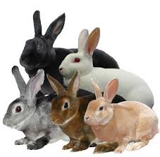 the breed standard british mini rex club