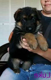 Maybe you would like to learn more about one of these? German Shepherd Puppies For Sale In Corpus Christi Texas Petsidi
