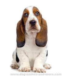 Since its use was in taking out sentries and the occasional yapping stray dog, it was commonly referred to as the hush puppy. Boy Dog Names Cute Naming Ideas For Your Male Puppy Hound Puppies Hound Dog Breeds Basset Hound Puppy