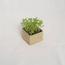 Mini Garten Fur Die Kuche Tetrapack Upcycling Mini Garten Garten Upcycling