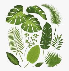 How to draw a palm tree. Transparent Tropical Leaves Png Tropical Leaves Drawing Png Download Transparent Png Image Pngitem