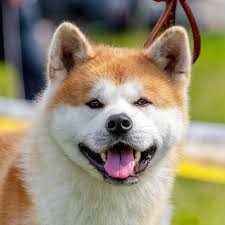 A lot of individuals admittedly had a hard t. Akita Quiz 10 Trivia Questions And Answers Free Online Printable Quiz Without Registration Download Pdf Multiple Choice Questions Mcq