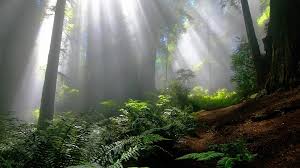 Animation for fantasy, fiction or fabulous backgrounds. Free Wallpaper Magic Forest 1920x1080 Download Hd Wallpaper Wallpapertip